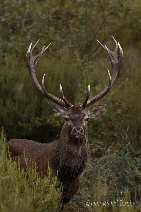 Gite Le Diapason Muides-sur-Loire Luaran gambar